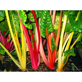 Rainbow Swiss chard seeds ไฟส่องไม่จีเอ็มโอขนาดต่างๆจัดส่งฟรี 4D97