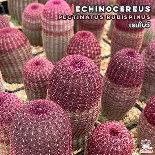 เรนโบว์ Echinocereus Pectinatus Rubispinus แคคตัส กระบองเพชร cactus&succulent