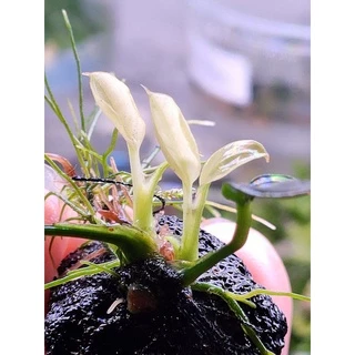 anubias Nana pinto, nana white ใบน้ำ 💯% ตัดยอดจากต้นแม่มาขาย