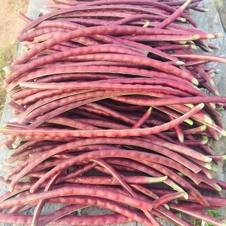 ถั่วพุ่มมมมม่วง!!📌ถูกที่สุด10 บ.📌งอกง่าย🌿 โตไว☘️ผลดก☘️ถั่วไร้ค้าง - รูปที่ 2