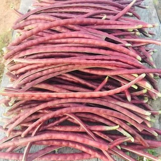 ถั่วพุ่มมมมม่วง!!📌ถูกที่สุด10 บ.📌งอกง่าย🌿 โตไว☘️ผลดก☘️ถั่วไร้ค้าง
