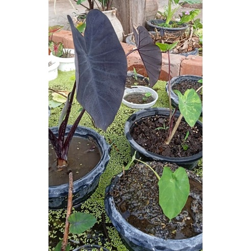 Colocasia black magic บอนดำ แบล็คเมจิค