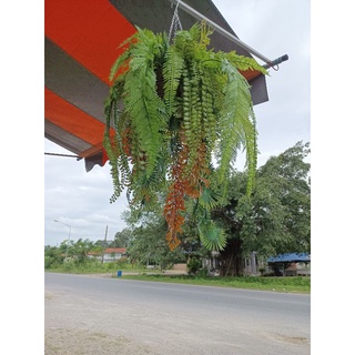 ช่อเฟรินปลอมแขวน จัดสำเร็จ