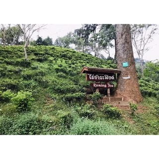 ชาระมิงค์ ผงชงชาเขียวนม กรีนทีลาเต้ 1Kg ชงได้ 200แก้ว Raming Green Tea Mix ชาเขียวปรุงสำเร็จ 1,000g.