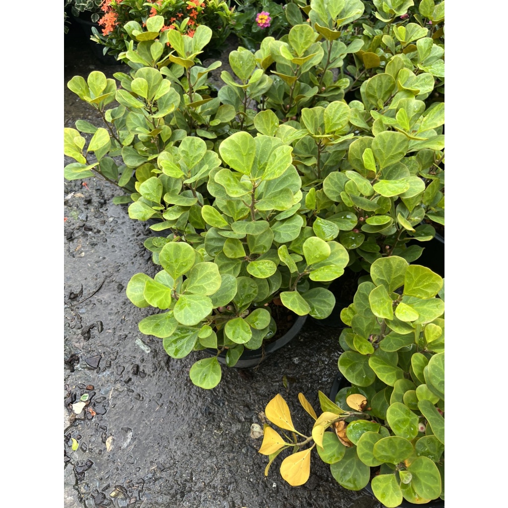 มุมมอง 2