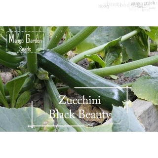 Heirloom Black Beauty Zucchini Seeds - 10 seed *Pot Friendly* - Mango Garden手链/木瓜/男装/头饰/香菜/上衣/母婴/生菜/鲜花/芹菜/ ZOP4