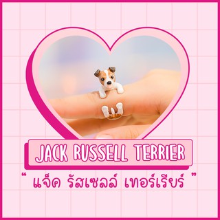 Ring / แหวน : Jack Russell Terrier / แจ็ค รัสเซลล์ เทอร์เรียร์