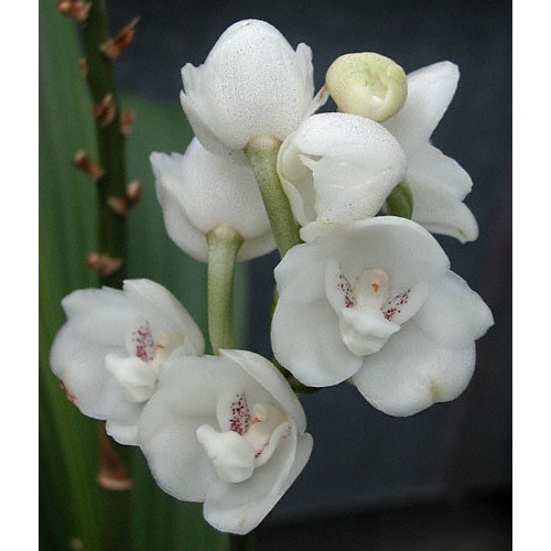 กล้วยไม้นกพิราบ Dove orchids Peristeria elata