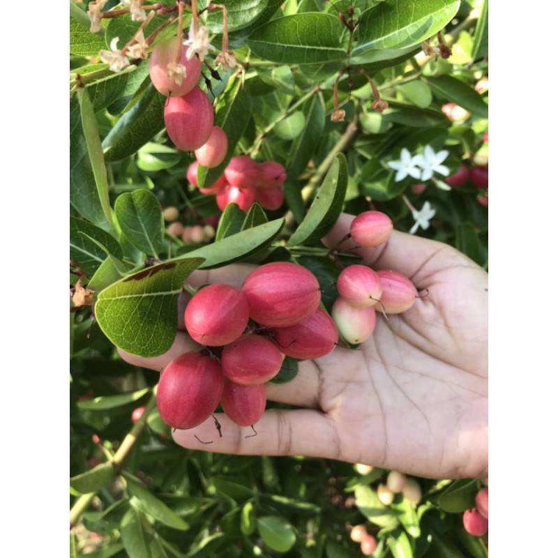 💥สินค้าพร้อมส่ง💥 มะม่วงหาวมะนาวโห่ปลอดสารพิษ 100% คัดพิเศษ ปลูกเองของแท้
