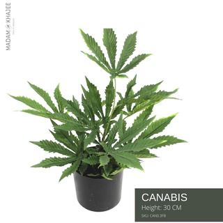 Cannabis plant ต้นกัญชาประดิษฐ์ 30 - 60CM ต้นไม้ปลอมเกรดพรีเมี่ยม มาดามขจี ตกแต่งบ้าน  Premium Artificial Plant