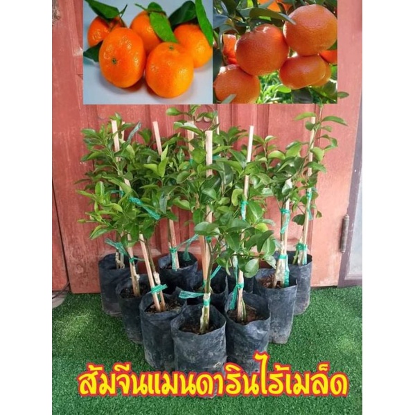 My Image 38