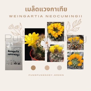 เมล็ดกระบองเพชร เมล็ดแคคตัส  เมล็ด Weingartia neocumingii 10 เมล็ด