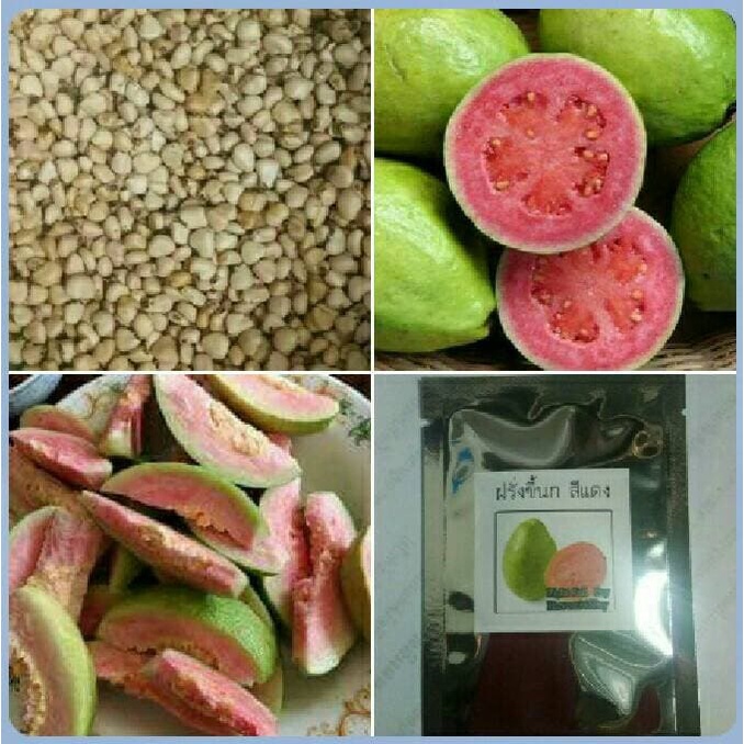 เมล็ดพันธุ์ฝรั่งขี้นกเนื้อแดงบรรจุ 150-250เมล็ด เพาะโดยกลบเมล็ดลึก1-2ซม.