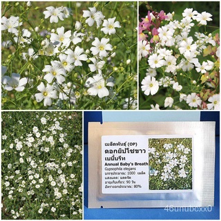 （คุณภาพสูง เมล็ด）เมล็ดพันธุ์ ดอกยิปโซขาว เบบี้บรีท (Annual Babys Breath Flower Seed) 1000 เม/ง่าย ปลูก สวนครัว เมล็ด J9