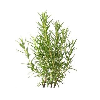 โรสแมรี่ 100 กรัม/Rosemary 100 grams