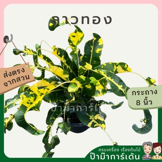 โกสน ลาวทองส่งพร้อมกระถาง 8 นิ้ว