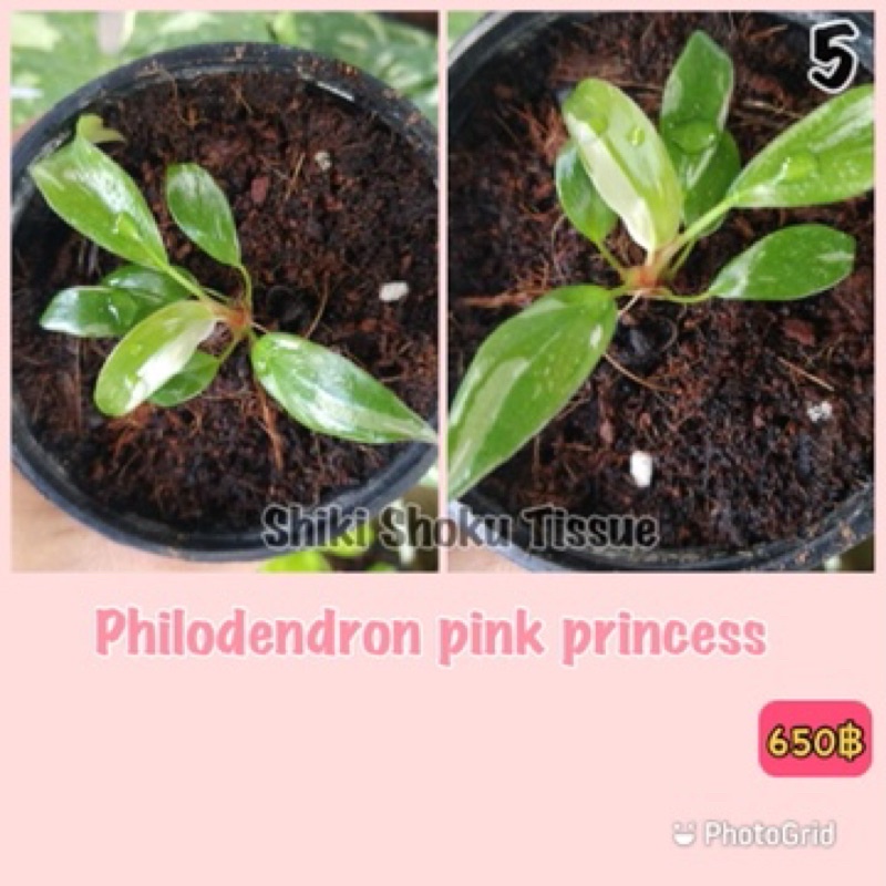 philodendron pink princess(พิ้งค์ปรินซ์)