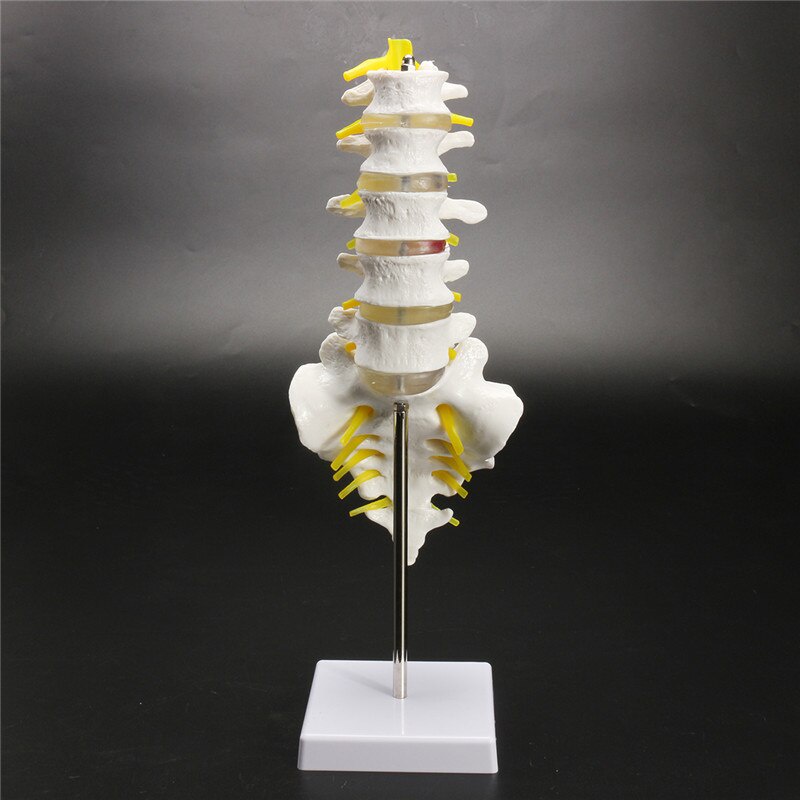 30cm Life Size Chiropractic Human Anatomical Lumbar Vertebral Spine Anatomy Model School Educational Medical Teaching Mo