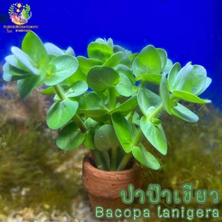 ☘️ปาป้าเขียว พร้อมกระถาง(Bacopa lanigera)☘️