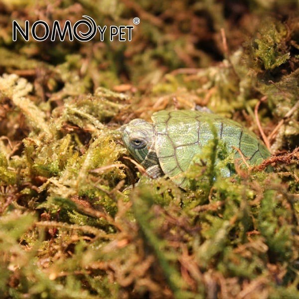 Green Moss  กรีนมอส มอสแท้จากธรรมชาติ 100% ใช้สำหรับสัตว์เลี้ยงหรือต้นไม้ทุกชนิดที่ต้องการความชื้น สามารถนำกลับมาใช้ได้