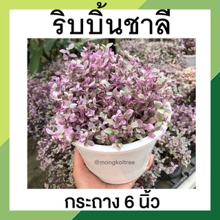 ริบบิ้นชาลี ด่างชมพู พุ่มแน่น พร้อมกระถาง 6 นิ้ว Callisia Repens PINK LADY ไม้ฟอกอากาศ ต้นไม้สายหวาน ต้นไม้ประดับบ้าน