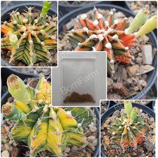 เมล็ดยิมโนด่าง แคสตัสยิมด่าง Gymno &amp; LB Mix Seeds รวมคละสีคละลาย
