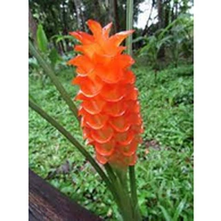 ต้นพันธุ์ ดอกกระเจียว สีส้ม ขายเป็นหัวๆ พร้อมปลูกในถุงดำ 39 บาท