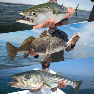Kingdom OC-62 Crankbait Fishing Lure 62mm 21.8g Minnow Sinking & Floating Trolling Retrieving ประดิษฐ์ ABS Lure เหยื่อ Hard Wobblers ตกปลาทะเลเหยื่อตกปลาปลาคาร์พ
