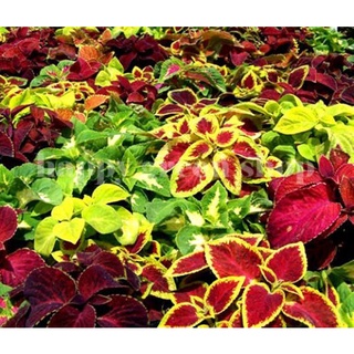 50 เมล็ด เมล็ดพันธุ์ ฤาษีผสม Coleus Seeds