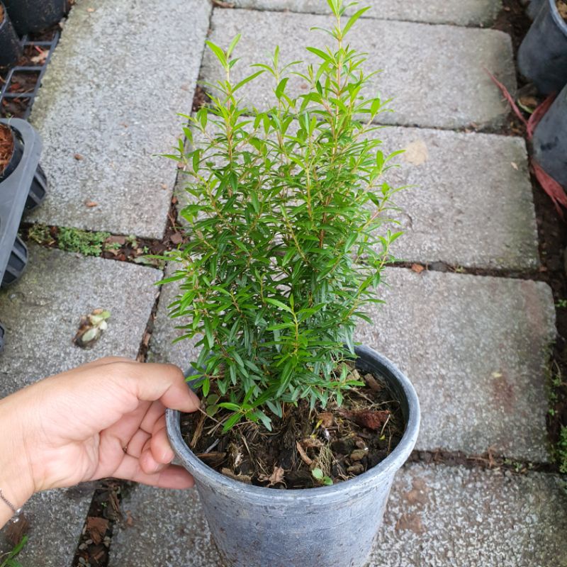 มุมมอง 3