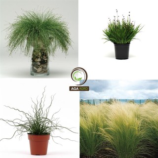 AGA SHOP เมล็ดพันธุ์ หญ้าประดับ หญ้าแปลกๆ มาใหม่  2021 จำนวน…