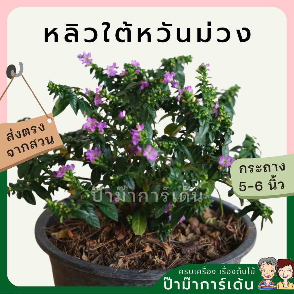 มุมมอง 2