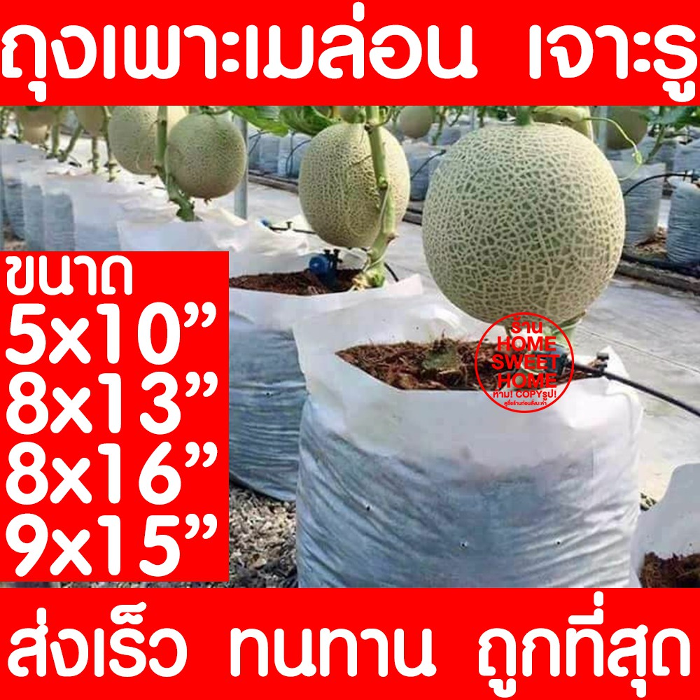 ถุงปลูกเมล่อน มะเขือเทศ แคนตาลูป 8x13"และ 8x16" เจาะรู ถุงเพาะสีขาว เนื้อหนา เหนียว ไม่ขาดง่าย outlet
