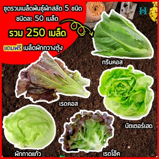 ผักสลัด เมล็ดสลัด 5 ชนิด เมล็ดผักสลัด เมล็ดพันธุ์ผักสลัด ไฮโดรโปนิกส์ รวม 250 เมล็ด ชนิดละ 50 เมล็ด แถมฟรี เมล็ดกวางตุ้ง