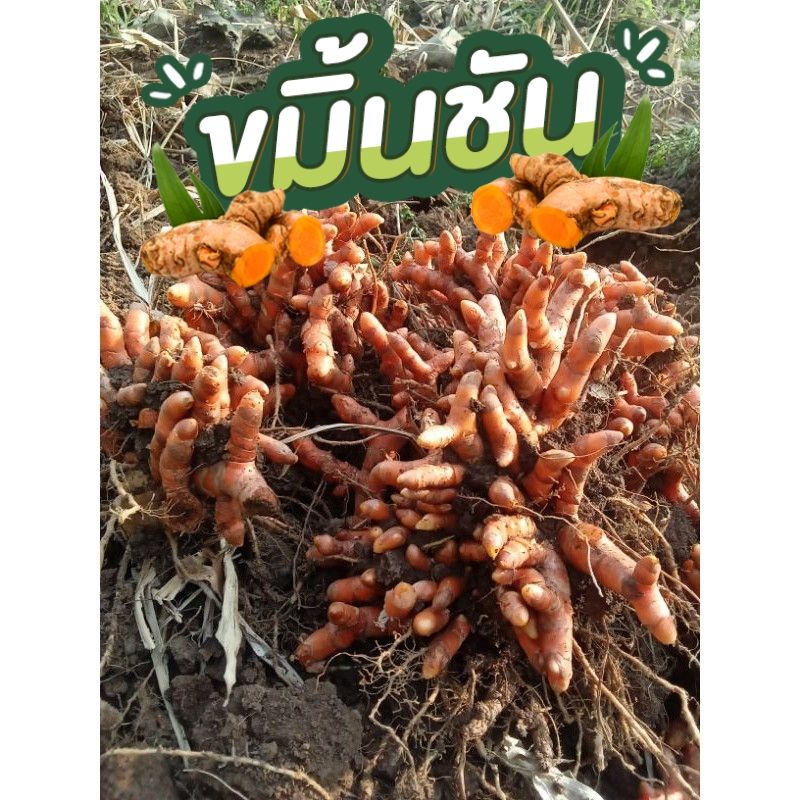 ขมิ้นแดงสยาม ปลอดสาร✅ปลูกเอง​ ขายเอง1กิโล