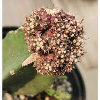 ยิ​มโน​ T lux ขนาดใหญ่ ทีรัก t-lux ​ สวยสุด ๆ  แคสตัส castus​ Astrophytum​