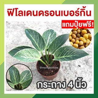 เบอร์กิ้น ฟิโลเดนดรอนเบอร์กิ้น * แถมปุ๋ยฟรี!!* พร้อมกระถาง 4 นิ้ว (Philodendron Birkin) ไม้ประดับ​ ไม้มงคล​ ไม้ฟอกอากาศ