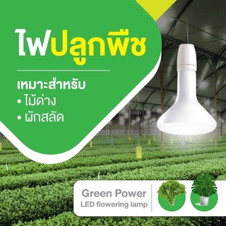 ไฟปลูกต้นไม้ ไฟปลูกพืช ไม้ด่าง LED philips