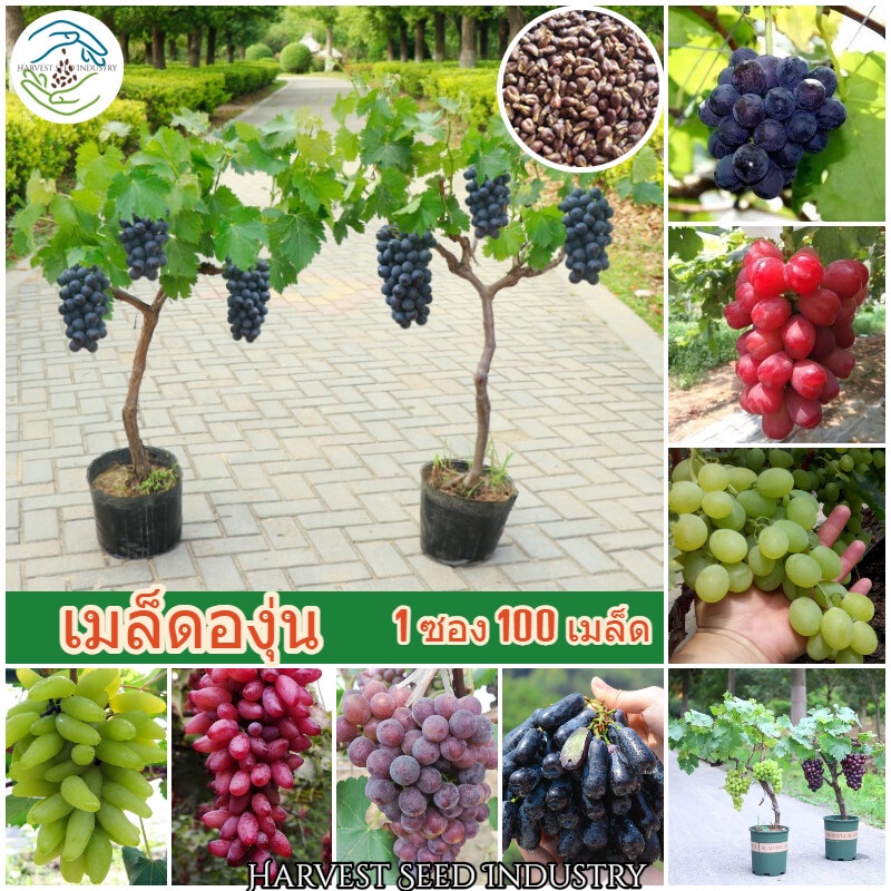 ของแท้100% ปลูกง่าย ปลูกได้ทั่วไทย 100 เมล็ด เมล็ดพันธุ์ องุ่น (Grape Seeds for planting) ต้นผลไม้ บอนไซ ต้นพันธุ์ผลไม้