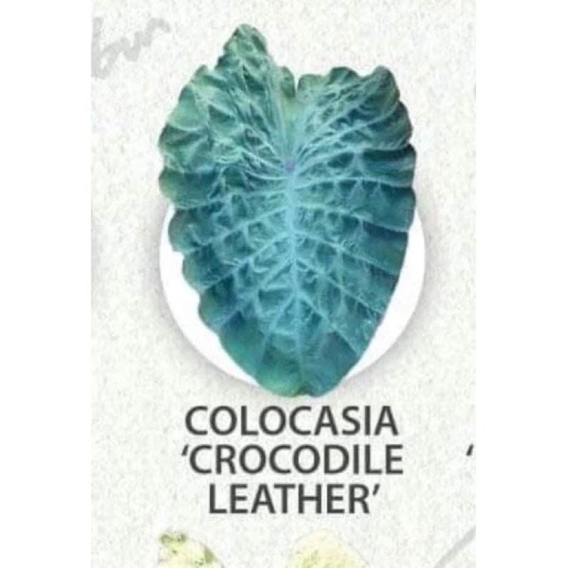 Colocasia crocodile leather พี่จระเข้แท้ ก้านดำ ใบหยักกำมะหยี่