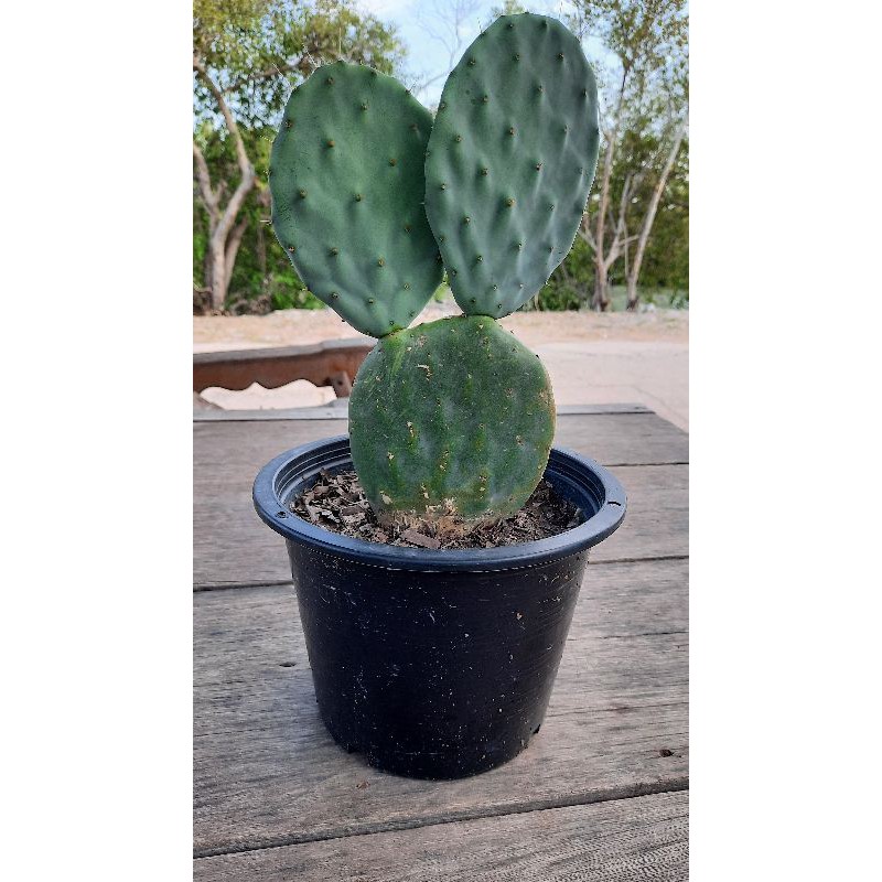 opuntia robusta giant