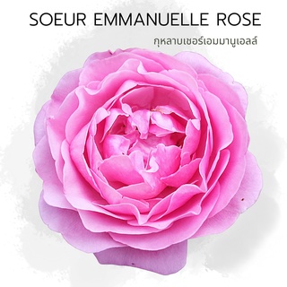 R4 Rose Soeur Emmanuelle กุหลาบ ชัวเอม กุหลาบกึ่งเลื้อย หอมแรงมาก สีม่วงอมชมพูเข้มทรงถ้วย