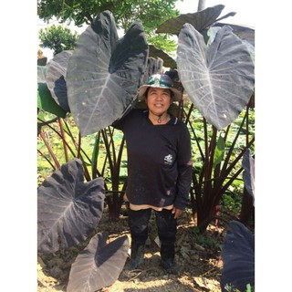 Colocasia Black Magic