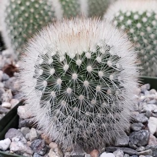 ✨Mammillaria Pilcayensis✨ 30เมล็ด .-89