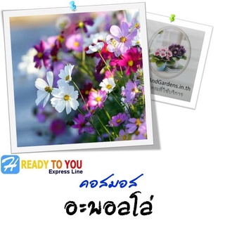 ดาวกระจาย (Cosmos) คอสมอส อะพอลโล่  25 เมล็ด (จาก Floranova Ltd.)