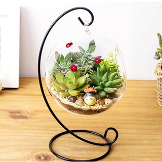 [คลังสินค้าใส]มีของพร้อมส่งแจกันแก้ว ทรงกลม ขนาดใหญ่ มีกรอบ สําหรับปลูกพืช