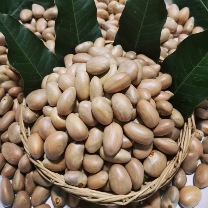 เม็ด​ขนุนดิบ​ เมล็ดขนุนดิบสำหรับต้มและปลูก​-3KG-พร้อมส่ง