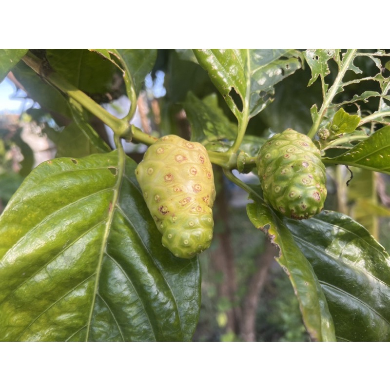 ลูกยอ สดใหม่ ปลอดสารพิษ เก็บวันต่อวัน 1 กก.