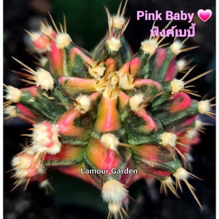 หน่อเด็ดสด แคคตัส (Gymno) "Pink Baby" (พิงค์ เบบี้) 💗