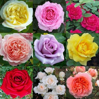 30 เมล็ด เมล็ดพันธุ์ ดอกกุหลาบ สีคละสี พันธุ์ดอกใหญ่ นำเข้า Rose Seeds